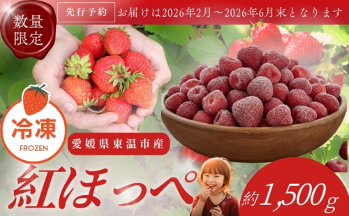 【訳あり】冷凍いちご 愛媛県東温市産紅ほっぺ お徳用 1.5kg いちご イチゴ 苺 冷凍 シェイク スムージー 冷たい  パフェ アイス 2324724 - 愛媛県東温市