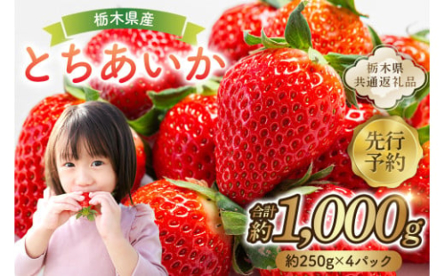  【先行予約】 栃木県産　とちあいか約250ｇ×4パック  【栃木県共通返礼品】 ns120-001【果物 いちご とちあいか オリジナル品種 甘味 香り 国産 ブランド フルーツ】  2325439 - 栃木県那須塩原市