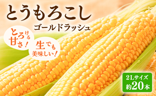 【2026年発送】富良野産 とうもろこし ゴールドラッシュ 約20本 コーン とうきび トウモロコシ 2Lサイズ 野菜 甘い BBQ 北海道 富良野 ふらの 2325618 - 北海道富良野市