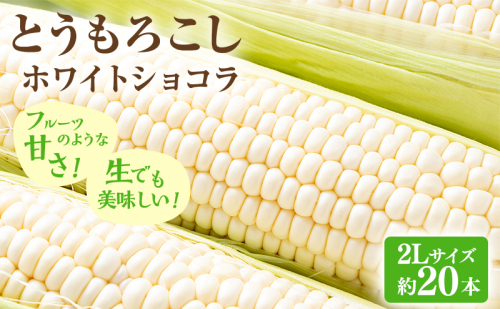 【2026年先行受付】富良野産 とうもろこし ホワイトコーン 約20本 コーン とうきび トウモロコシ ホワイトショコラ 2Lサイズ 野菜 甘い BBQ 北海道 富良野 ふらの 2325619 - 北海道富良野市
