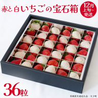 赤いちご と 白いちご の宝石箱36粒【2025年12月上旬発送開始】(茨城県共通返礼品：大子町) いちご 苺 果物 フルーツ 果実