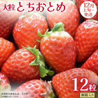 桐箱入り 大粒 とちおとめ 12粒【2025年12月上旬発送開始】(茨城県共通返礼品：大子町) いちご 苺 果物 フルーツ 果実