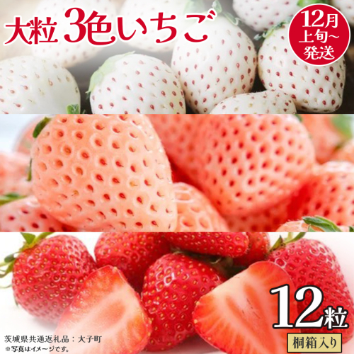 桐箱入り 大粒 3色いちご 12粒【2025年12月上旬発送開始】(茨城県共通返礼品：大子町) いちご 苺 果物 フルーツ 果実 2325687 - 茨城県牛久市