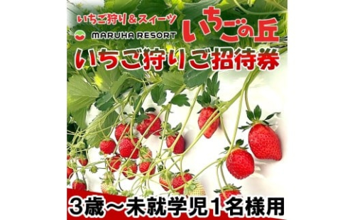 まるは食堂 マルハリゾート いちごの丘『いちご狩り』3歳～未就学児用ご招待券(1名様用) いちご いちご狩り 章姫 かおり野 甘い 完熟 新鮮 穫れたて 香り豊か 自然 カフェ パフェ スイーツ ケーキ いちごがり 招待券 おすすめ ふるさと納税 愛知 南知多 愛知県南知多町 知多半島 2325943 - 愛知県南知多町
