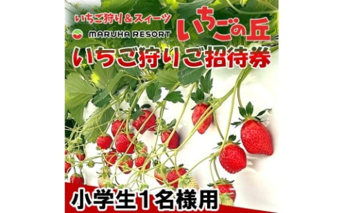 まるは食堂　マルハリゾート　いちごの丘『いちご狩り』小学生用ご招待券(1名様用) いちご いちご狩り 章姫 かおり野 甘い 完熟 新鮮 穫れたて 香り豊か 自然 カフェ パフェ スイーツ ケーキ いちごがり 招待券 おすすめ ふるさと納税 愛知 南知多 愛知県南知多町 知多半島 2325944 - 愛知県南知多町