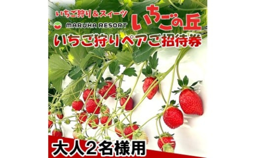 まるは食堂　マルハリゾート　いちごの丘『いちご狩り』ペアご招待券　※大人(中学生以上)2名様用 いちご いちご狩り 章姫 かおり野 甘い 完熟 新鮮 穫れたて 香り豊か 自然 カフェ パフェ スイーツ ケーキ いちごがり 招待券 おすすめ ふるさと納税 愛知 南知多 愛知県南知多町 知多半島 2325946 - 愛知県南知多町