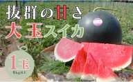 抜群の甘さ！ スイカ 1玉 大玉 (6kg以上) 甘い 高糖度 西瓜 すいか 種なし 縞スイカ 黒玉 ギフト お中元 御中元 産地直送 旬 果物 フルーツ 取り寄せ ねばねばファーム 高知県 大月町産