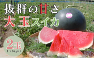 抜群の甘さ！ スイカ 2玉 大玉 (6kg以上) 甘い 高糖度 西瓜 すいか 種なし 縞スイカ 黒玉 ギフト お中元 御中元 産地直送 旬 果物 フルーツ 取り寄せ ねばねばファーム 高知県 大月町産