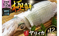 イカ 刺身 極鮮ヤリイカ 約1kg 12回 定期便 [海隆丸 長崎県 平戸市 hr42bgy400131] おつまみ ヤリイカ 新鮮 海鮮 魚介 瞬間冷凍 冷凍 コリコリ 直送 冷凍 個包装 真空パック