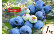 ブルーベリー 冷凍 250g 4パック 計 1kg [いきつきブルーベリー園 moon berry's kitchen 長崎県 平戸市 hr42bhb500002] 完熟 デザート スイーツ スムージー 小分け