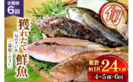 魚 海鮮 地魚 詰合せ4〜5種類 6回 定期便 [ひらど新鮮市場 長崎県 平戸市 hr42bgy400191] さかな 詰め合わせ 鮮魚