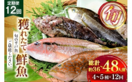 魚 海鮮 地魚 詰合せ4〜5種類 12回 定期便 [ひらど新鮮市場 長崎県 平戸市 hr42bgy400192] さかな 詰め合わせ 鮮魚