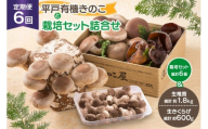 きのこ しいたけ きくらげ 椎茸菌床 生椎茸 生きくらげ セット 6回 定期便 [きのこ屋 長崎県 平戸市 hr42bgy410155] 有機 有機JAS 有機栽培 有機きのこ 有機しいたけ 栽培キット 栽培セット ギフト セット