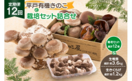 きのこ しいたけ きくらげ 椎茸菌床 生椎茸 生きくらげ セット 12回 定期便 [きのこ屋 長崎県 平戸市 hr42bgy410156] 有機 有機JAS 有機栽培 有機きのこ 有機しいたけ 栽培キット 栽培セット ギフト セット
