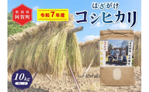 米 10kg (5kg×2袋) 新潟県阿賀町産 コシヒカリ はざかけ 天日干し 令和7年産 精米 10キロ 白米 新潟県産コシヒカリ 新潟県産こしひかり 新潟県産 コシヒカリ こしひかり ごはん ご飯 新潟県 阿賀町 2329242 - 新潟県阿賀町