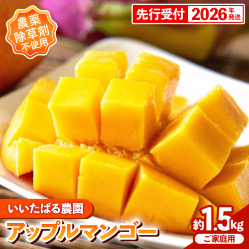 【先行受付】【2026年発送】いいたばる農園の家庭用アップルマンゴー約1.5kg - ご家庭用 先行予約 沖縄県産 産地直送 農薬不使用 除草剤不使用 南国フルーツ 旬の味覚 マンゴー オススメ 沖縄県 八重瀬町 2329567 - 沖縄県八重瀬町