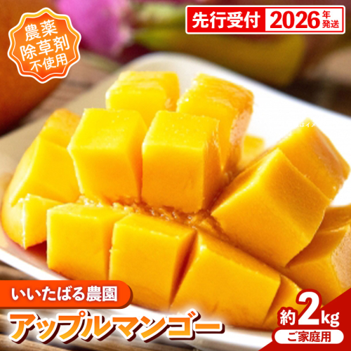 【先行受付】【2026年発送】いいたばる農園の家庭用アップルマンゴー約2kg - ご家庭用 先行予約 沖縄県産 産地直送 農薬不使用 除草剤不使用 南国フルーツ 旬の味覚 マンゴー オススメ 沖縄県 八重瀬町 2329568 - 沖縄県八重瀬町