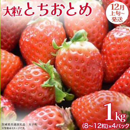 とちおとめ 大粒 250g（8～12粒）×4パック【2025年12月上旬発送開始】(茨城県共通返礼品：大子町) いちご 苺 果物 フルーツ 果実 2330149 - 茨城県牛久市