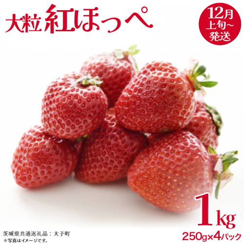 紅ほっぺ 大粒 250g（8～12粒）×4パック【2025年12月上旬発送開始】(茨城県共通返礼品：大子町) いちご 苺 果物 フルーツ 果実 2330260 - 茨城県牛久市
