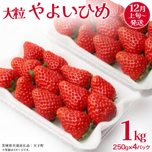 やよいひめ 大粒 250g（8～12粒）×4パック【2025年12月上旬発送開始】(茨城県共通返礼品：大子町) いちご 苺 果物 フルーツ 果実 2330261 - 茨城県牛久市