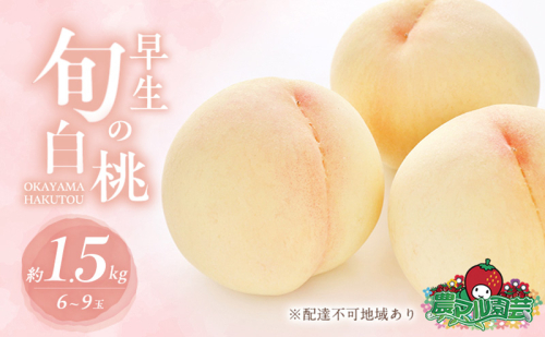 桃 2026年 先行予約 早生の旬の 白桃 約1.5kg 6～9玉 進物用 もも モモ フルーツ 果物 岡山 赤磐市産 農マル園芸 あかいわ農園 2330498 - 岡山県赤磐市