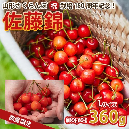 山形さくらんぼ (祝)栽培150周年記念！佐藤錦 360g（180g×2パック） L玉 数量限定！【令和8年産先行予約】FS25-061 2330555 - 山形県山形市