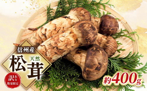 【訳あり】数量限定/信州産「天然松茸」(約400g前後) 2331092 - 長野県駒ヶ根市