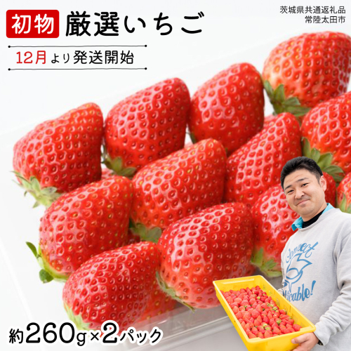 【 先行予約 】 初物 厳選いちご ( 2パック ×1箱 )【12月発送】( 茨城県共通返礼品 : 常陸太田市 ) いちご 数量限定 果物 くだもの フルーツ 苺 イチゴ ストロベリー 旬 厳選 いばらキッス ひたち姫 やよいひめ 2333024 - 茨城県牛久市