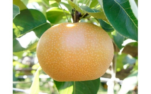 1817長野県産【南水(梨)】約5kg 233341 - 長野県山形村