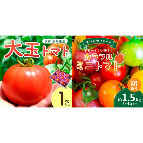 【3回定期便】京丹後産 大玉トマト・訳ありカラフルミニトマト（2026年5月中旬～発送）
 2334582 - 京都府京丹後市