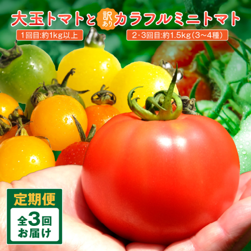 【3回定期便】京丹後産 大玉トマト・訳ありカラフルミニトマト（2026年5月中旬～発送）
 2334582 - 京都府京丹後市