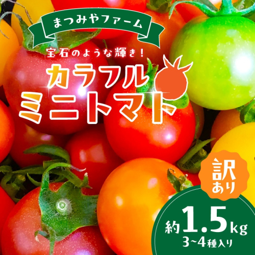 【2回定期便】京丹後産 訳あり 宝石のような輝き！カラフルミニトマト（2026年5月下旬～発送）
 2334583 - 京都府京丹後市