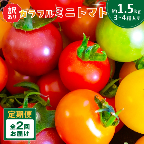 【2回定期便】京丹後産 訳あり 宝石のような輝き！カラフルミニトマト（2026年5月下旬～発送）
 2334583 - 京都府京丹後市