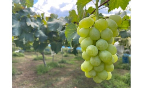 ［先行予約］和歌山 有田産 マスカットオブアレキサンドリア 約1kg 2～3房 ［2026年8月下旬より順次発送予定］ 2335307 - 和歌山県有田川町