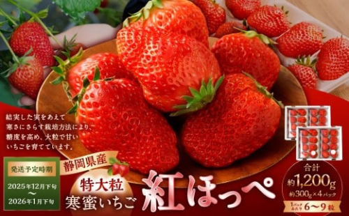寒蜜いちご 紅ほっぺ 特大粒 4パック（約300g×4パック） 【2025年12月下旬-2026年1月下旬発送予定】【配送不可：北海道・沖縄・離島】 ｜いちご 苺 紅ほっぺ 果物 くだもの フルーツ 菊川市  2336333 - 静岡県菊川市