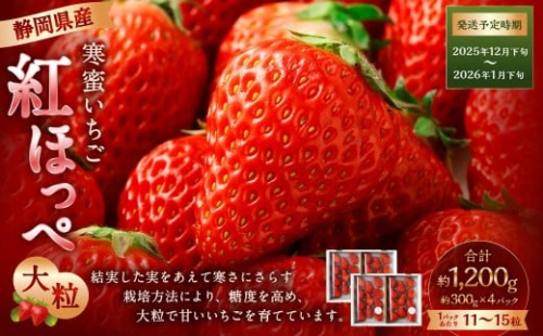 寒蜜いちご 紅ほっぺ 大粒 4パック（約300g×4パック）【2025年12月下旬-2026年1月下旬発送予定】 【配送不可：北海道・沖縄・離島】 ｜いちご 苺 紅ほっぺ 果物 くだもの フルーツ 菊川市 2336334 - 静岡県菊川市