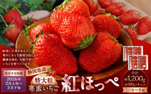 寒蜜いちご 紅ほっぺ 特大粒 4パック（約300g×4パック） 【2026年2月上旬-3月下旬発送予定】【配送不可：北海道・沖縄・離島】｜ いちご 苺 紅ほっぺ 果物 くだもの フルーツ 菊川市 2336338 - 静岡県菊川市