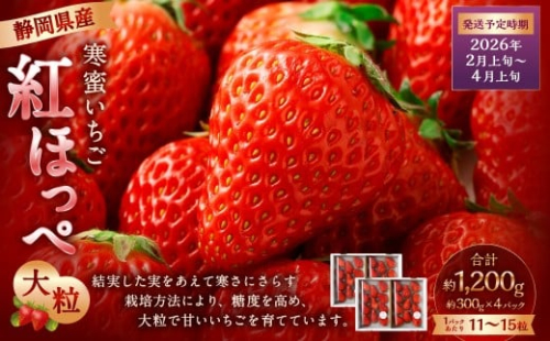 寒蜜いちご 紅ほっぺ 大粒 4パック（約300g×4パック）【2026年2月上旬-4月上旬発送予定】【配送不可：北海道・沖縄・離島】 ｜ いちご 苺 紅ほっぺ 果物 くだもの フルーツ 菊川市 2336339 - 静岡県菊川市