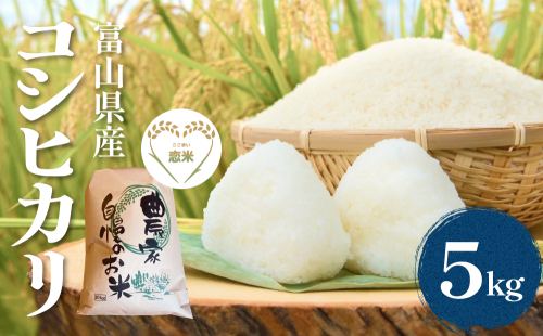 令和7年産 富山県産コシヒカリ 5kg　恋米（ここまい） 天風穂（あまほ） はざかけ米 はざ掛け 富山県 氷見市 2336806 - 富山県氷見市