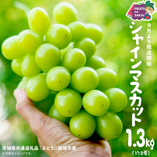 シャインマスカット 1.3kg （2房）【2025年9月より発送開始】（茨城県共通返礼品 [ぶどう]：結城市産） 葡萄 マスカット 旬 お取り寄せ フルーツ 種なし 皮ごと 甘い デザート [FC15-NT]
 2336883 - 茨城県つくばみらい市