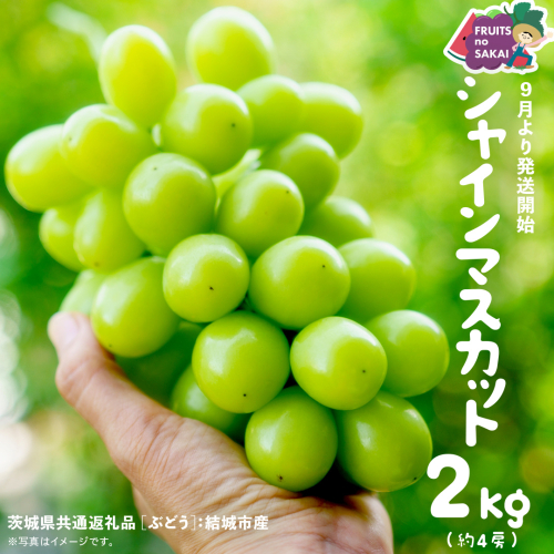 シャインマスカット 2kg （4房）【2025年9月より発送開始】（茨城県共通返礼品 [ぶどう]：結城市産） 葡萄 マスカット 旬 お取り寄せ フルーツ 種なし 皮ごと 甘い デザート [FC16-NT] 2336894 - 茨城県つくばみらい市