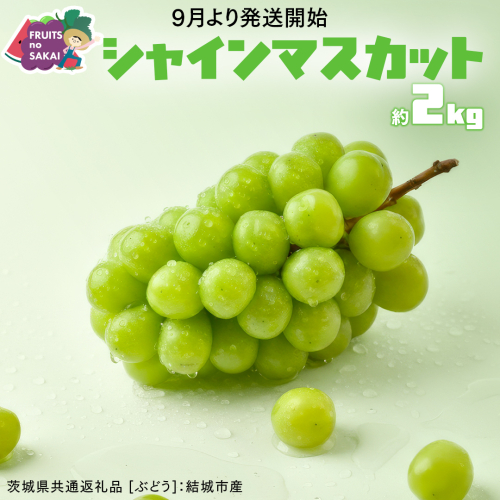 シャインマスカット 2kg （4房）【2026年9月より発送開始】（茨城県共通返礼品 [ぶどう]：結城市産） 葡萄 マスカット 旬 お取り寄せ フルーツ 種なし 皮ごと 甘い デザート [FC16-NT] 2336894 - 茨城県つくばみらい市