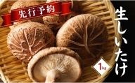 【先行予約・大分県産 生しいたけ】椎茸 大分県産 しいたけ 津久見で育てた肉厚 生しいたけ 1㎏  しいたけ 干し椎茸 しいたけステーキ 干椎茸 菌床しいたけ きのこ ギフト 国産 産地直送 津久見市