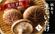 【先行予約・訳あり 生しいたけ】 大分県産 しいたけ 津久見で育てた肉厚 生しいたけ 1㎏  しいたけ生 生椎茸 しいたけステーキ 干椎茸 菌床しいたけ きのこ ギフト 国産 産地直送 津久見市