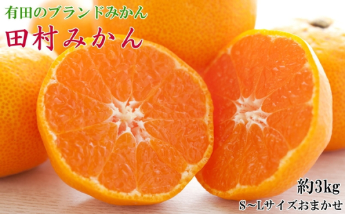 【有田のブランドみかん】田村みかん 約3kg (S.M.Lサイズおまかせ・秀品) 2339025 - 和歌山県美浜町
