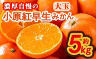 ＜先行予約！2025年11月下旬以降順次発送予定＞香川県産 小原紅早生みかん(約5kg/大玉) 【man359】【Aglio nero】