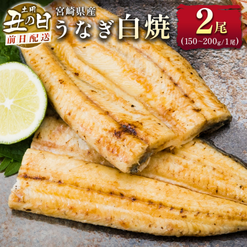 前日配送予約［土用丑の日］うなぎ白焼き 2尾 タレ付（150～200g/1尾あたり）※前日7月25日お届け 国産 有頭 熨斗 贈答品 ギフト 配送日指定可【N44-A26】 2340320 - 宮崎県新富町