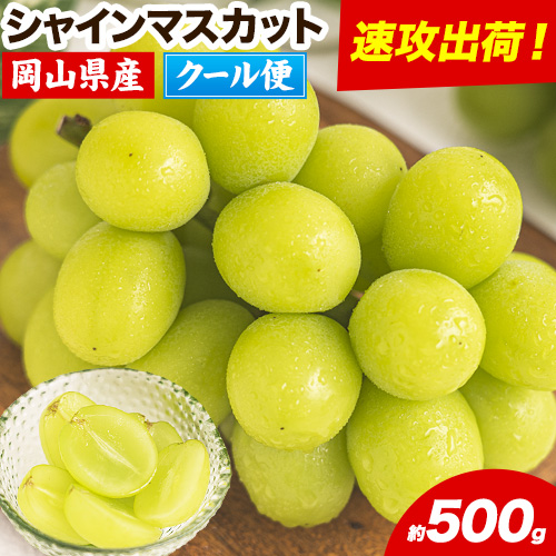 すぐ届く!!【スピード速攻出荷！ 3～7営業日発送】シャインマスカット 岡山 約500g 《3～7営業日以内に発送》厳選 旬 ぶどう ブドウ 葡萄 マスカット 果物 フルーツ ギフト 岡山県 笠岡市 訳あり クール便 爽やか 贅沢 2340715 - 岡山県笠岡市