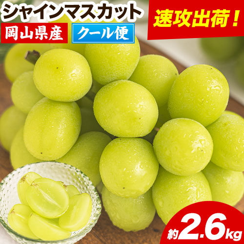 すぐ届く!!【スピード速攻出荷！ 3～7営業日発送】 シャインマスカット 岡山 約2.6kg 《3～7営業日以内に発送》厳選 旬 ぶどう ブドウ 葡萄 マスカット 果物 フルーツ ギフト 岡山県 笠岡市 訳あり クール便 爽やか 贅沢 2340716 - 岡山県笠岡市