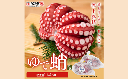 茹でまだこ 福井県産 1.2Kg (2~3杯)タコ ボイル 魚介 魚介類 海鮮 国産 福井県 若狭 2340768 - 福井県若狭町
